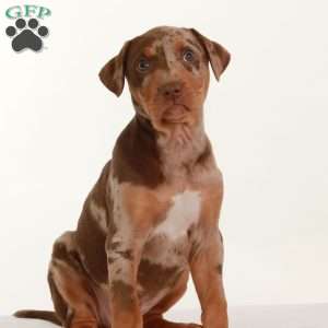 Checkers, Catahoula Leopard Dog Puppy